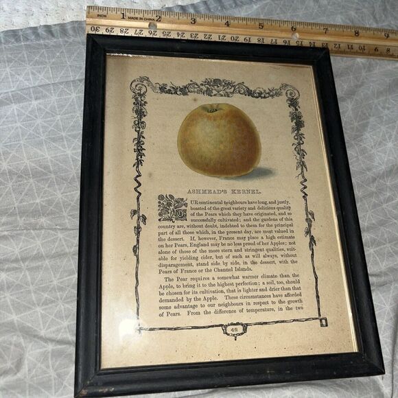 Framed Vintage Illustration: Ashmead’s Kernel Apple Cultivation Fruit - Picture 1 of 6